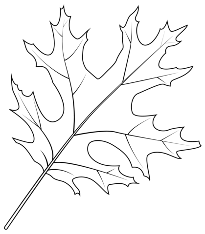 Scarlet Oak Leaf Coloring Page